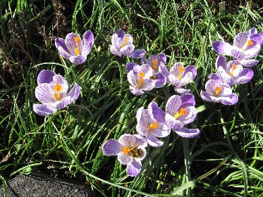 Hummel_u._Biene3.JPG