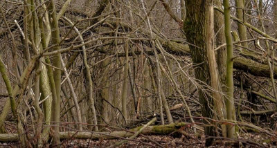 märzwald.jpg