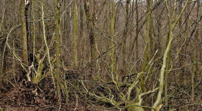 märzwald 2.jpg