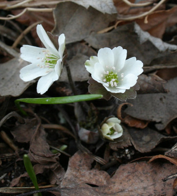 IMG_2209_eHepatica_henryi.JPG
