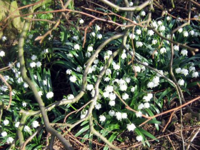 Leucanthemum_3.jpg
