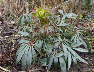 Helleborus_foetidus.18-1.jpg