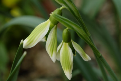 G.Grüner Splitter.JPG