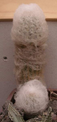 espostoa_lanata.jpg