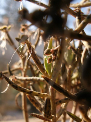 briophy_eventuell_tubiflora.jpg