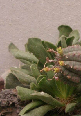 adromischus_welche.jpg