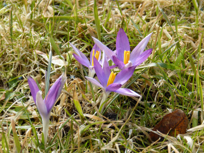 2018-03-11 Crocus tommasinianus 1.jpg