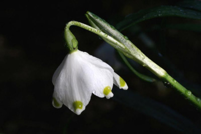 Fruhl.Garten-1.jpg