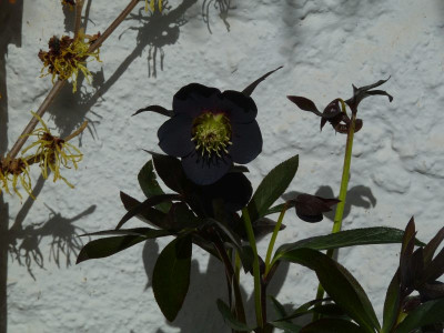 Ashwood single ruse black.jpg