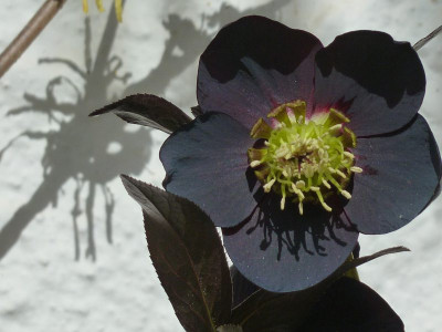 Ashwood single ruse black 2 .jpg