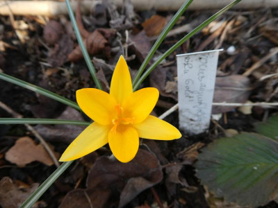 Crocus angustifolius 'Berlin Gold'.JPG