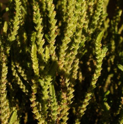 crass_lycopodioides_ssp_fragilis.jpg