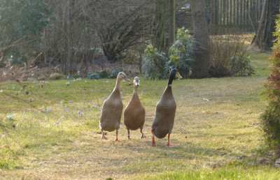 2018-03-11 Gartenimpressionen 6.jpg