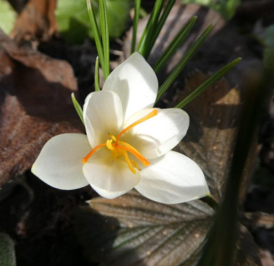 Crocus biflorus ssp weldenii 'Allbum'.jpg