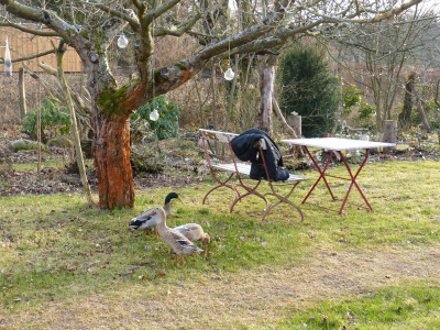2018-03-11 Garteneinblick 2.jpg