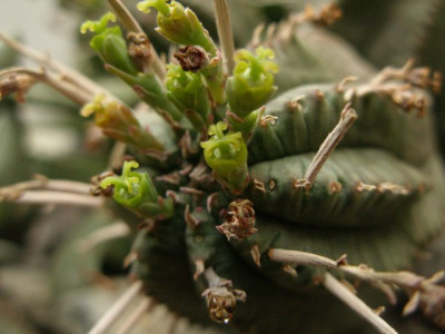 euphorbia_eventuell_meloformis1.jpg