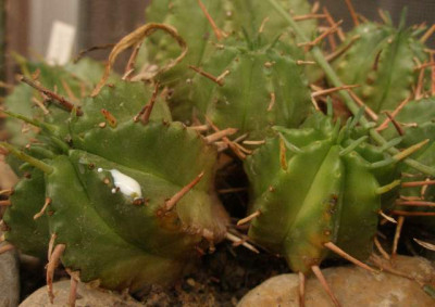 euphorbia_eventuell_meloformis2.jpg