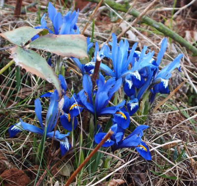 Iris reticulata2018 ax.jpg