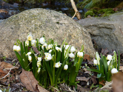 2018-03-11 Leucojum vernum.jpg