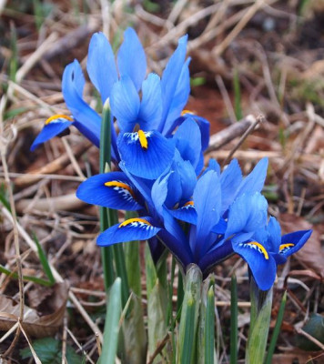 Iris reticulata2018 ax0.jpg