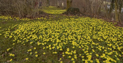 eranthis_wiesen.jpg