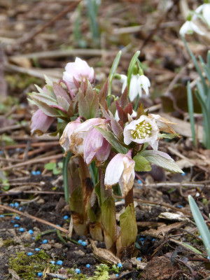 2018-03-11 Helleborus tibethanus 1.jpg