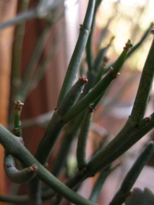 euphorbia-welche1.jpg