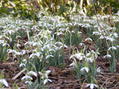 2018-03-11 Galanthus nivalis 5.jpg