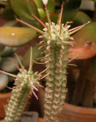 euphorbia-welche2.jpg
