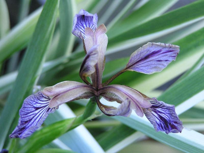 iris.jpg
