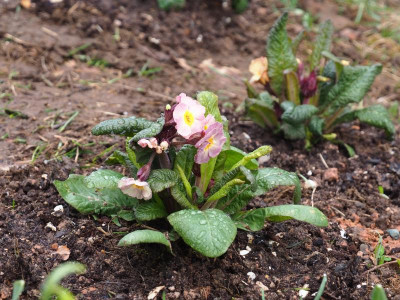 Primula Golden Nugget 2 und 3 P3110087.JPG