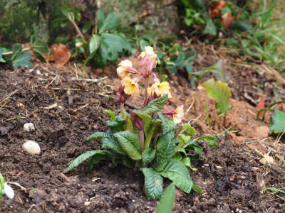 Primula Golden Nugget 4 P3110088.JPG