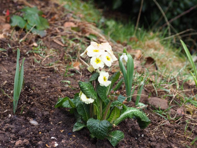 Primula Golden Nugget 5 P3110089.JPG