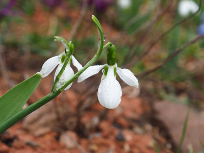 Galanthus elwessii Doppelblüte P3110083.JPG