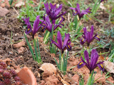 Iris reticulata 'J.S. Dijt' P3110094.JPG