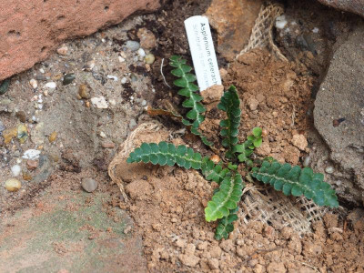 Asplenium ceterach P3110096.JPG