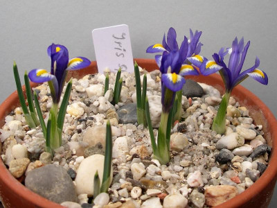 Iris spec.12.03.18 .JPG