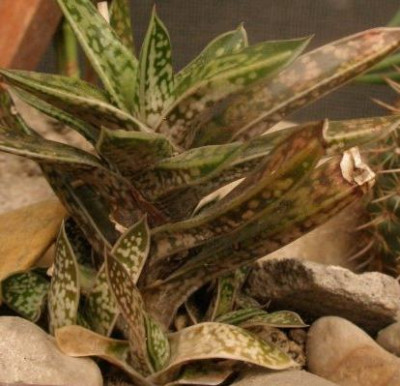 gasteria_bicolor_var._liliputana.jpg