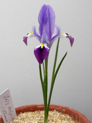 Iris kolpakowskiana 12.03.18.JPG