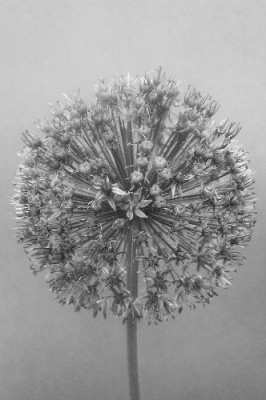 Allium-sw.jpg