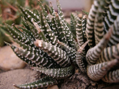 haw._fasciata_eventuell.jpg