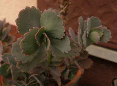 Kalanchoe_fedtschenkoi.jpg
