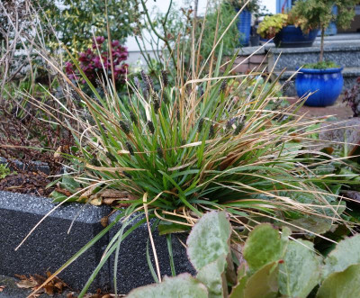 Sesleria_sadleriana.18-1.jpg