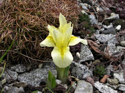 Iris winogradowii 13.03.18.JPG