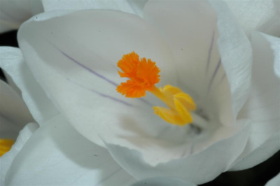 A2397_Large.JPG