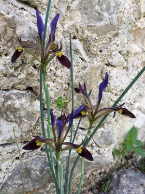 Iris pamphylica_2_18-02-07.jpg