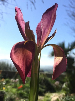 Iris nelsonii_18-03.jpg