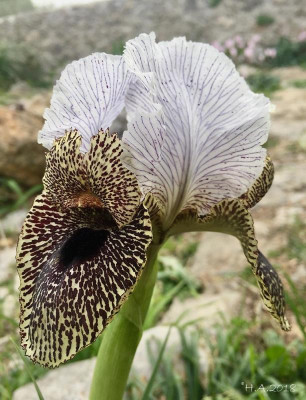 Iris bismarckiana_18-02.jpg