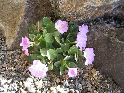 Primula_allionii_2_fars_2007.jpg