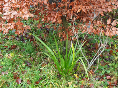 Iris foetidissima PC230148.JPG